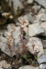 Thumbnail for Myosotis australis subsp. australis