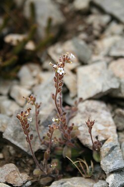 SP106660 Myosotis australis subsp. australis R.Br. WELT Te Papa 1700775 466084.jpg