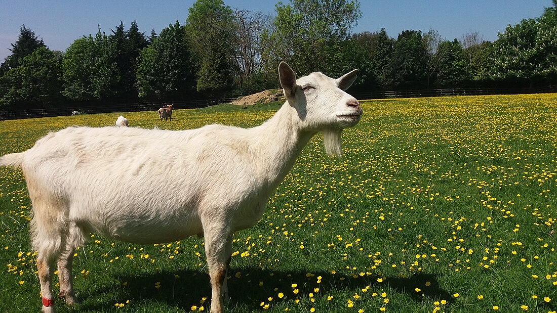 Saanen (raza caprina)