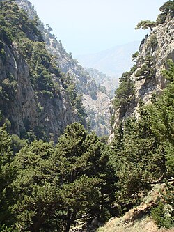 Saint Irene gorge Crete a.jpg