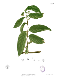 Salacia prinoides Blanco1.86b.png