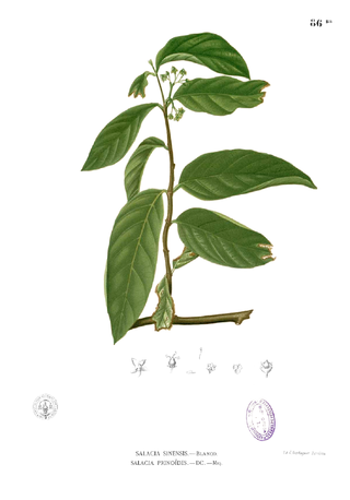 <i>Salacia</i> (plant) Genus of flowering plants