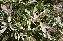 Salix integra 'Hakuro Nishiki' Salix integra Hakuro C.jpg