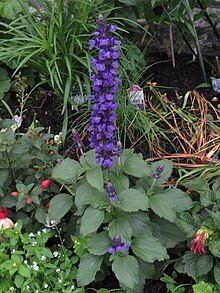 Salvia farinacea x Salvia longispicata "Mystic Spires Blue' Salvia 'Mystic Spires Blue'.JPG
