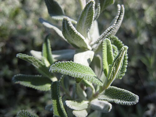 Salvia clevelandii close-up.jpg