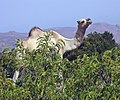 Image 2A camel peering over the leafier portions of Cal Madow, a mountain range in Somalia