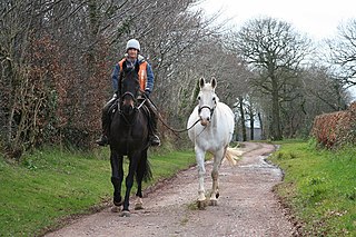 Ponying