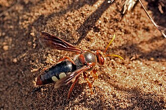 S. fuscipennis
Kwa-Zulu Natal, South Africa Sand wasp (Stizus fuscipennis).jpg