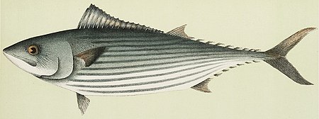 Sarda australis 2.jpg