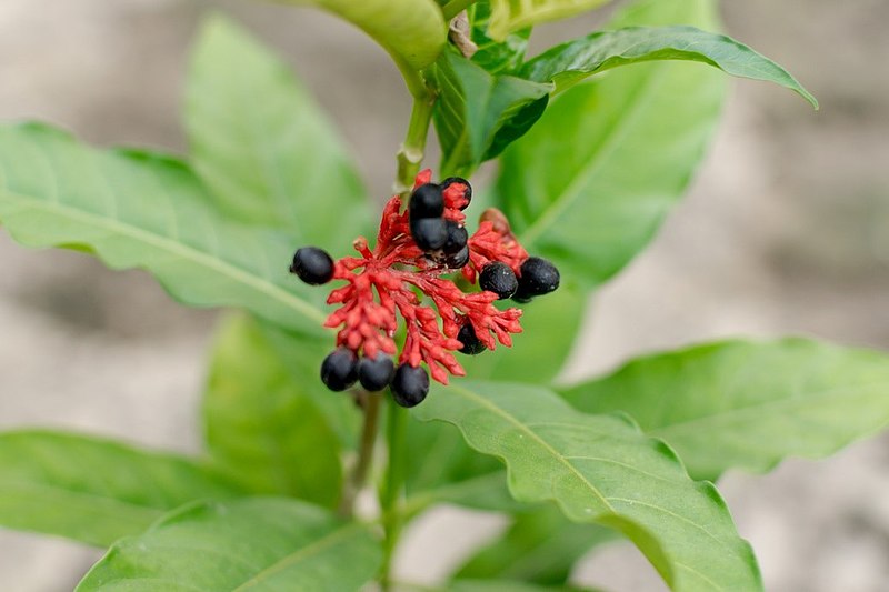 File:Sarpagandha(Rauvolfia Serpentina).jpg