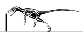 <i>Saurornitholestes</i> Extinct genus of dinosaurs