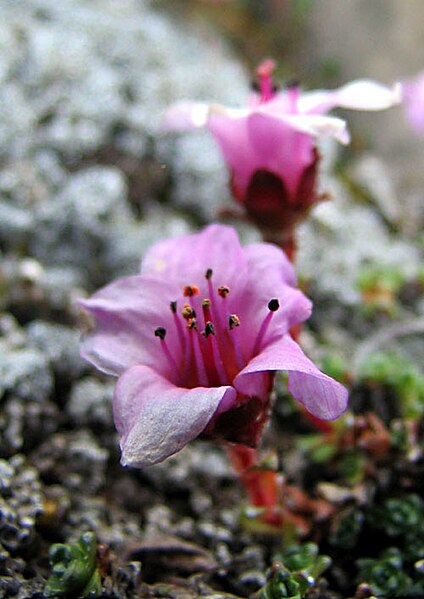 File:Saxifraga oppositifolia - PurpSaxifrage1.jpg