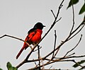 Scarlet Minivet (Pericrocotus flammeus) at Jayanti, Duars, West Bengal W Picture 420.jpg