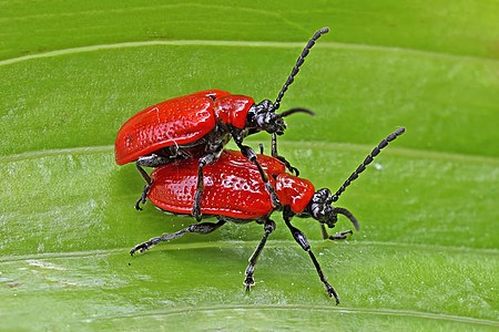 Scarlet lily beetles (Lilioceris lilii) mating