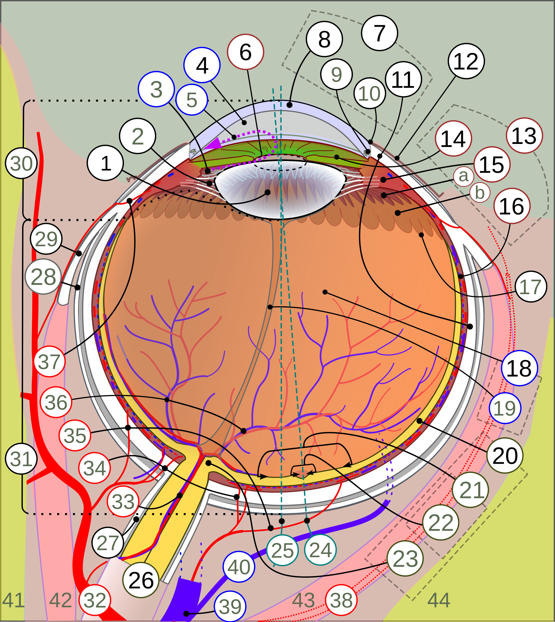 File:Human eye with blood vessels.jpg - Wikipedia