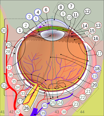 Schematic diagram of human eye multilingual.svg