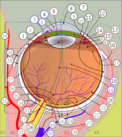 Schematic diagram of human eye multilingual.svg