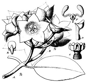 Flower and leaf (original illustration Schlechter 1913: Fig. 6 [1])