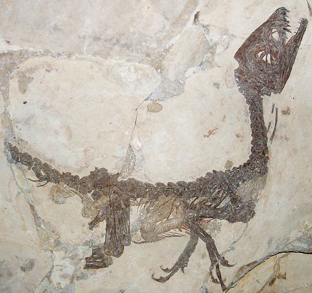 File:Scipionyx samniticus.JPG