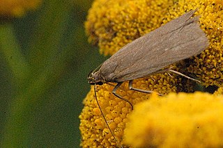 <i>Scrobipalpa acuminatella</i> Species of moth
