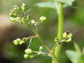 Miniatura para Scrophulariaceae