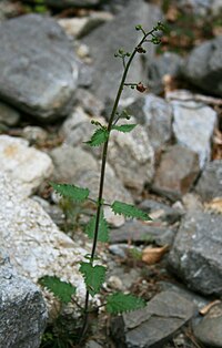 Scrophularia scopolii