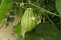 ‎Flowers and fruit of Sechium edule