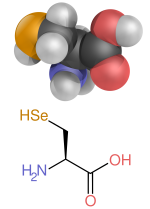 Thumbnail for Selenium in biology