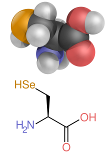 The structure of selenocysteine, this differs from the lead image by having the R group (the side chain) replaced by a carbon atom with two hydrogen and a selenium attached.