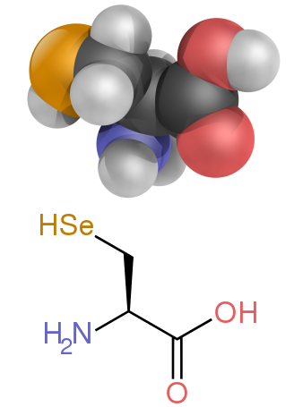 Ein Diagramm, das die Struktur von Selenocystein zeigt