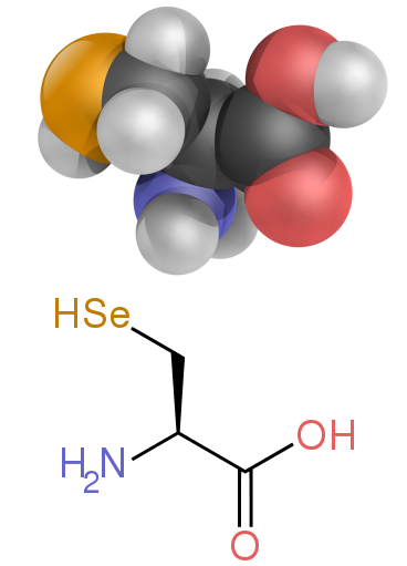 Диаграмма, показывающая структуру селеноцистеина 
