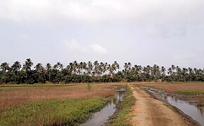 Végétation de Tayaki.