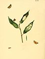 66. Phalaena siphana (unidentified)