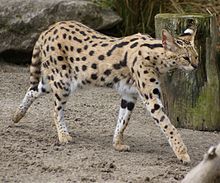 A captive serval in Auckland Zoo Serval at Auckland Zoo - Flickr - 111 Emergency.jpg