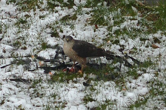 Sharp-shinned Hawk (Accipiter striatus)