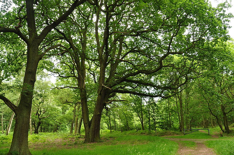 File:Sherwood Forest (9572).jpg