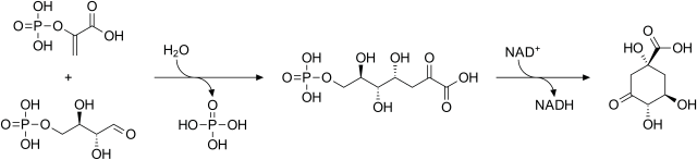 Etap I. Biosynteza 3-dehydrochinianu (DHQ) z fosfoenolopirogronianu