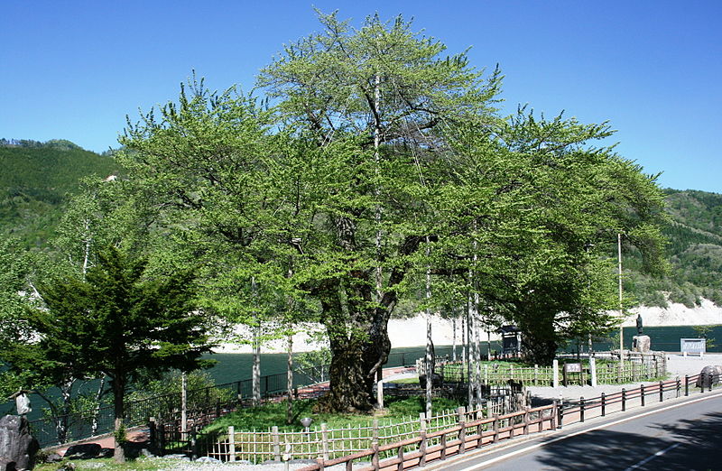 File:Shokawa zakura green.jpg