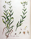 Silene inflata — Flora Batava — Volume v11.jpg
