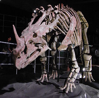 <i>Sinoceratops</i> Extinct genus of dinosaurs