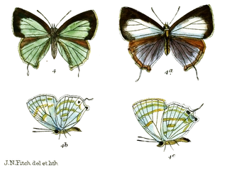 <i>Sinthusa virgo</i> Species of butterfly