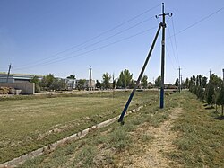 Pole v Sirdaryo