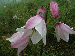Prisé des botanistes, le lilas de Siroi est endémique aux montagnes du nord-est de l'état.
