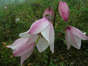 Lilium mackliniae in situ, India