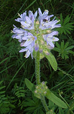 Miniatura para Campanula cervicaria