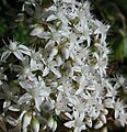 White stonecrop, Sedum album