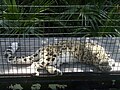 Thumbnail for File:Snow leopard at Canberra zoo.jpg