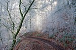 Miniatuur voor Bestand:Snowy trees on the GR-16 between Membre and Vresse-sur-Semois (DSCF4800).jpg