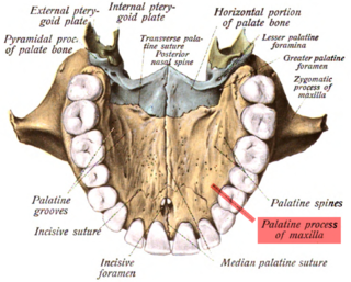 Palatine process of maxilla