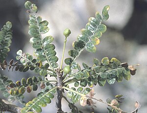 Socotra-Boswellia socotrana.jpg